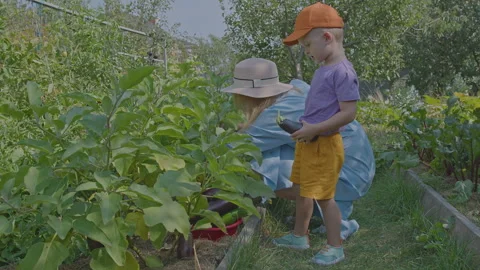 Three year old boy and his mother picking aubergines in the vegetable garden Stock Footage 277078644
