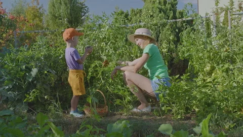 Three year old boy and his mother picking tomatoes in the vegetable garden 7 Stock Footage 278052639