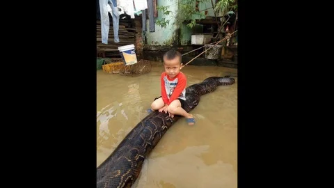 Three-year-old boy rides python during deadly floods in Vietnam 動画素材 109257798