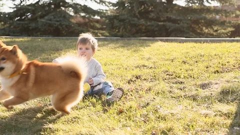 Three years old kid boy playing with his little friend puppy dog red Shiba inu Stock Footage 93437897