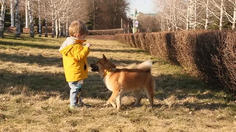Three years old kid boy playing with his little friend puppy dog red Shiba inu Stock Footage 93440405