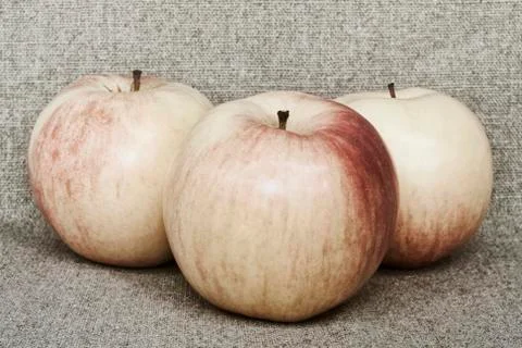 Three yellow apples lie on canvas - still life in rustic style Stock Photos