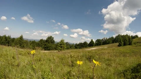 Three yellow arnica flower or mountain green field under blue skies Stock Footage 40620161