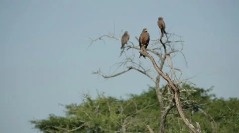 Three Yellow Billed Kites Stock Footage 28724843