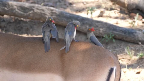 Three Yellow-billed oxpecker on the back of an impala Stock Footage 124097036