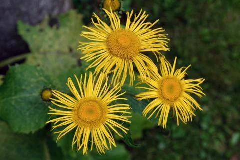 Three yellow blosoms Foto stock