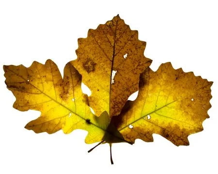 Three yellow to brown oak tree leaves arranged in a pattern.  Stock Photos