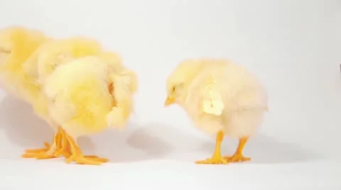 Three yellow chicken HD 720p Stock Footage 21439583