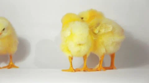 Three yellow chicken HD 720p Stock Footage 21439701