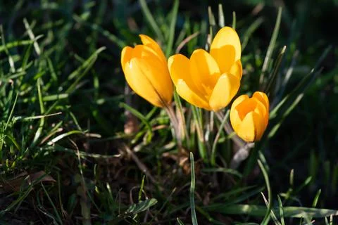 Three yellow crocuses in the grass. Spring background Stock Photos