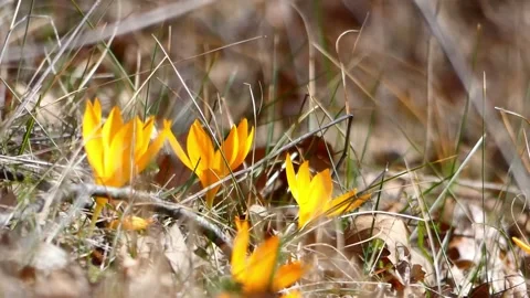 Three yellow crocuses swaying in wind on sunny meadow with dry grass Stock Footage 318943486