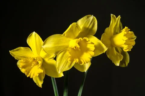 Three yellow daffodils on a dark background Stock-Fotos