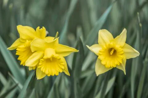 Three yellow daffodils Stock Photos
