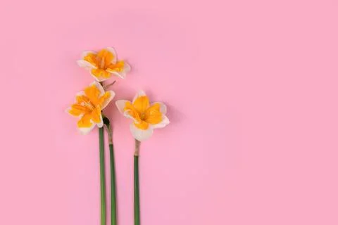 Three yellow daffodils on a pink background Stock Photos