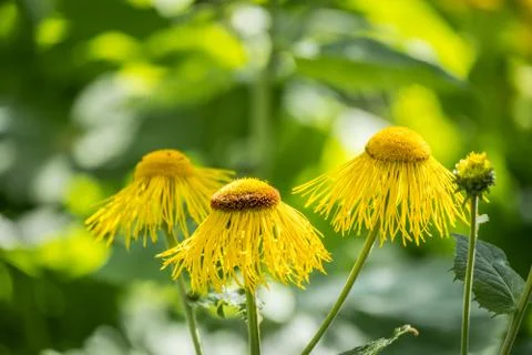 Three Yellow Daisy Flowers Stock Photos