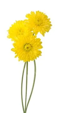 Three yellow daisy Stock Photos