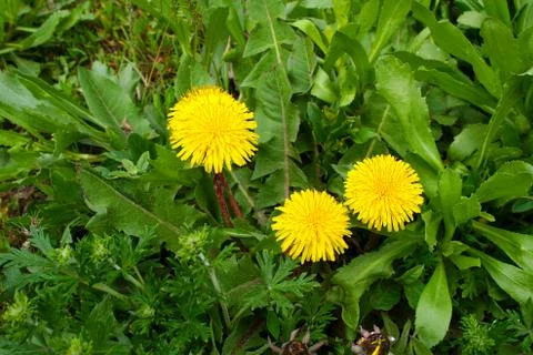 Three yellow dandelion. Stock Photos