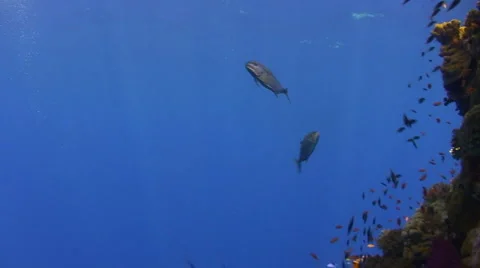 Three yellow dotted trevally Stock Footage 890326