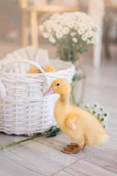 Three yellow ducklings sitting in a straw basket with hay. Easter concept. Stock Photos