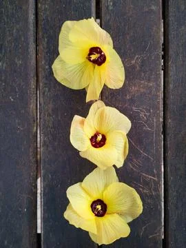 Three yellow flowers on the bench Stock Photos