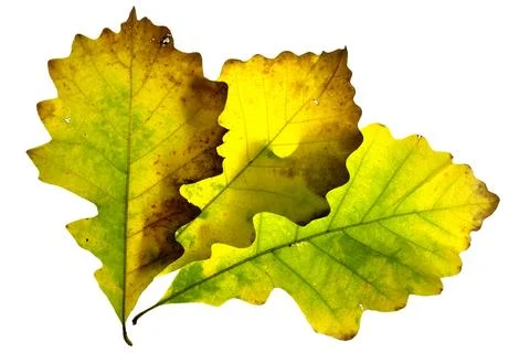 Three yellow to green oak tree leaves arranged in a pattern.  Stock Photos