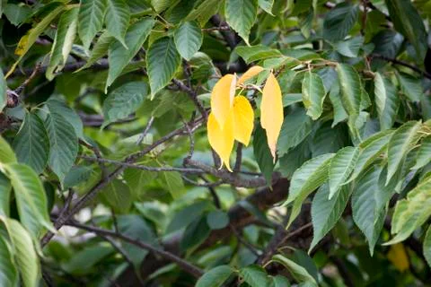 Three yellow leaf Stock Photos