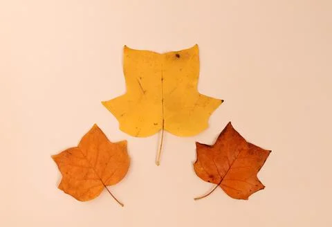 Three yellow leaf of a tulip tree on a beige background Stock Photos