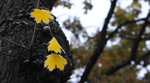 Three yellow leaves on a tree under first snow Stock Footage 22750789
