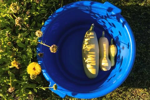 Three yellow marrows of different size in the blue bowl with beautiful shadow Stock Photos