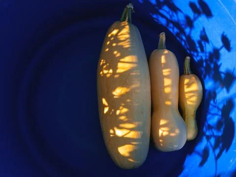 Three yellow marrows of different size in the blue bowl with beautiful shadow Stock Photos