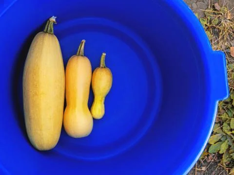Three yellow marrows of different size in the blue bowl on the earth. Foto stock