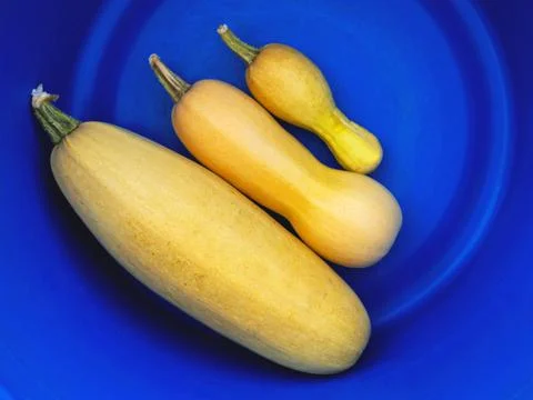 Three yellow marrows of different size in the blue bowl on the earth. Stock Photos