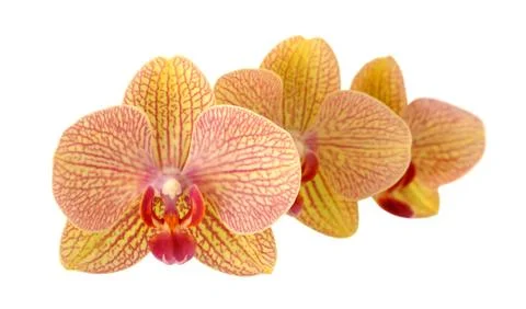 Three yellow orchids Stock Photos