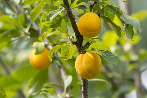 Three yellow plums on a branch Stock Photos