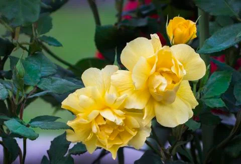 Three yellow roses Stock-Fotos