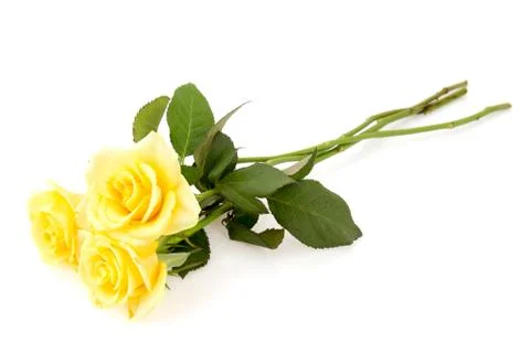 Three yellow roses Stock Photos