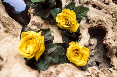 Three yellow roses Stock Photos