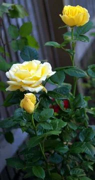 Three yellow roses Stock Photos