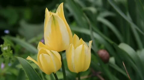 Three yellow tulips forests together Stock Footage 10746432