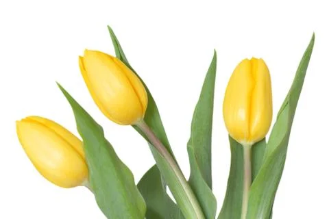 Three yellow tulips Foto stock