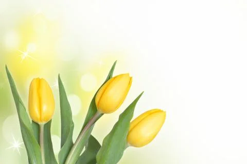 Three yellow tulips Stock Photos