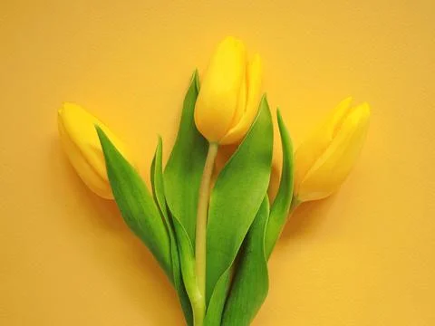 Three yellow tulips 스톡 사진