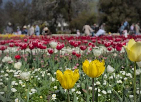 Three Yellow Tulips Stock Photos