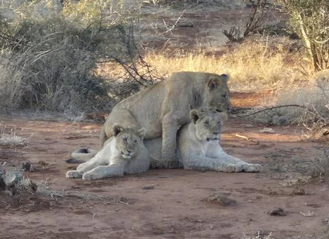 Three Young African Lions Interacting in Dry Woodland Stock Photos