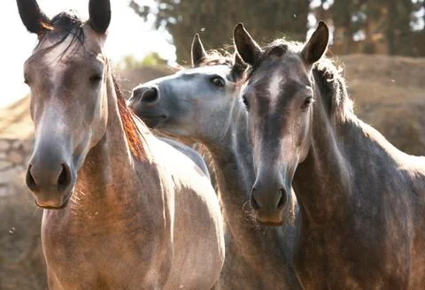 Three young andalusia Stock Photos