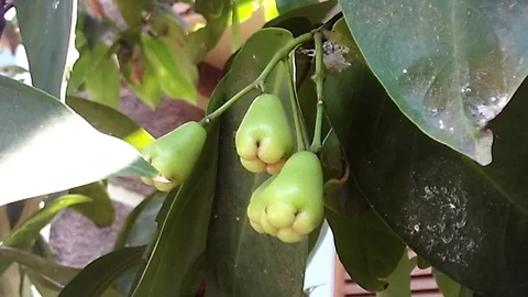 Three Young apple rose fruit on the tree Stock-Footage 119811808