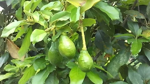 Three young avocado fruit hangin on the tree Stock-Footage 122362526