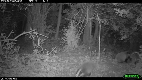 Three young badger babies play in the woods at night Stock Footage 267557984