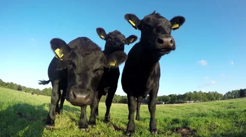 Three young black cows checking out camera 4k Stock Footage 52799271