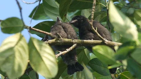 Three young black drongo relaxing on the tree branch Stock Footage 76437192